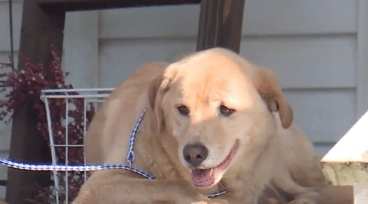 A dog sits on the porch after a long walk home.