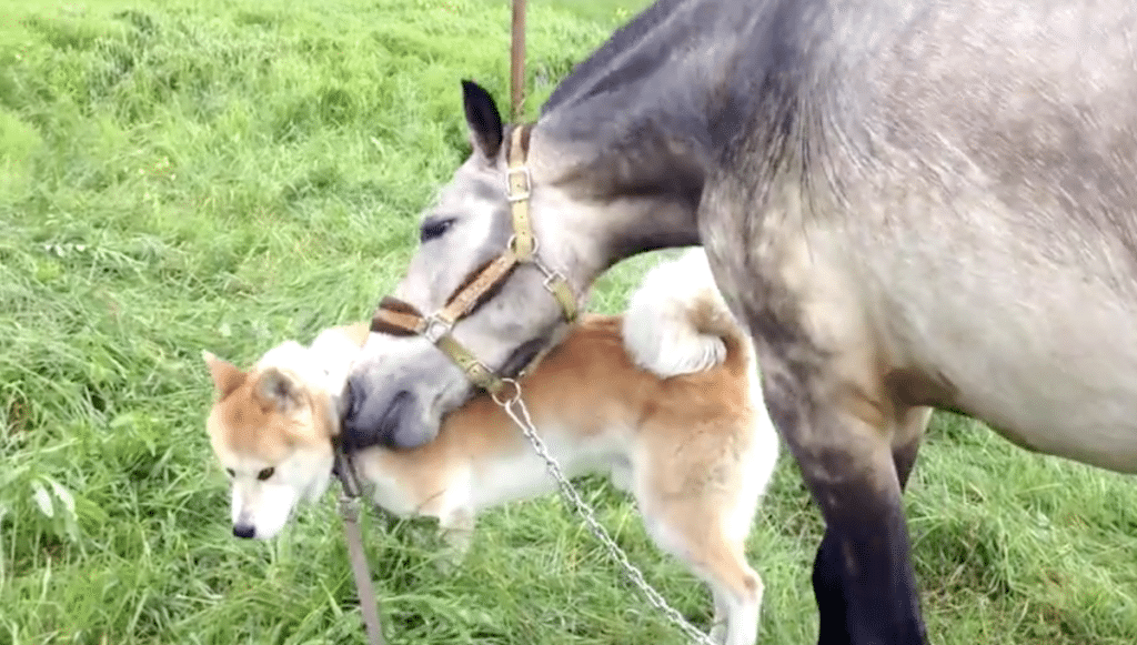 A dog and horse share a unique relationship.