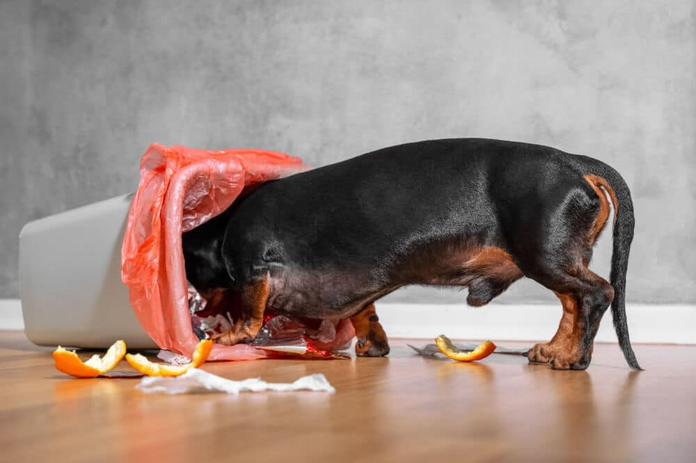 A dog digs in the trashcan for food because he’s hungry. Trash should be in a secure place so your furry friend doesn't eat something harmful.