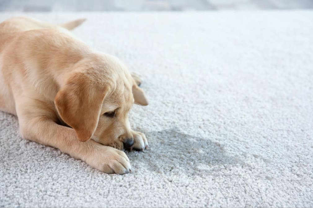 A puppy has an accident when her owner returns from running an errand. With proper training and consistency, dogs can overcome this behavior.