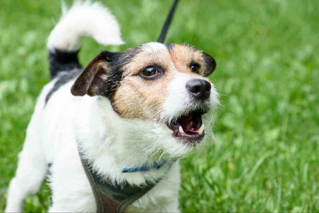 Small dog barks at others on a walk in the grass.