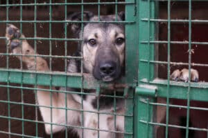 A dog in a cage waits to be adopted from a shelter.