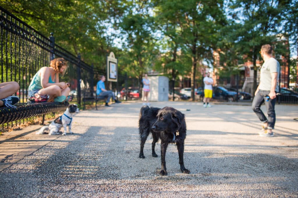 A dog is at the dog park with his owner.