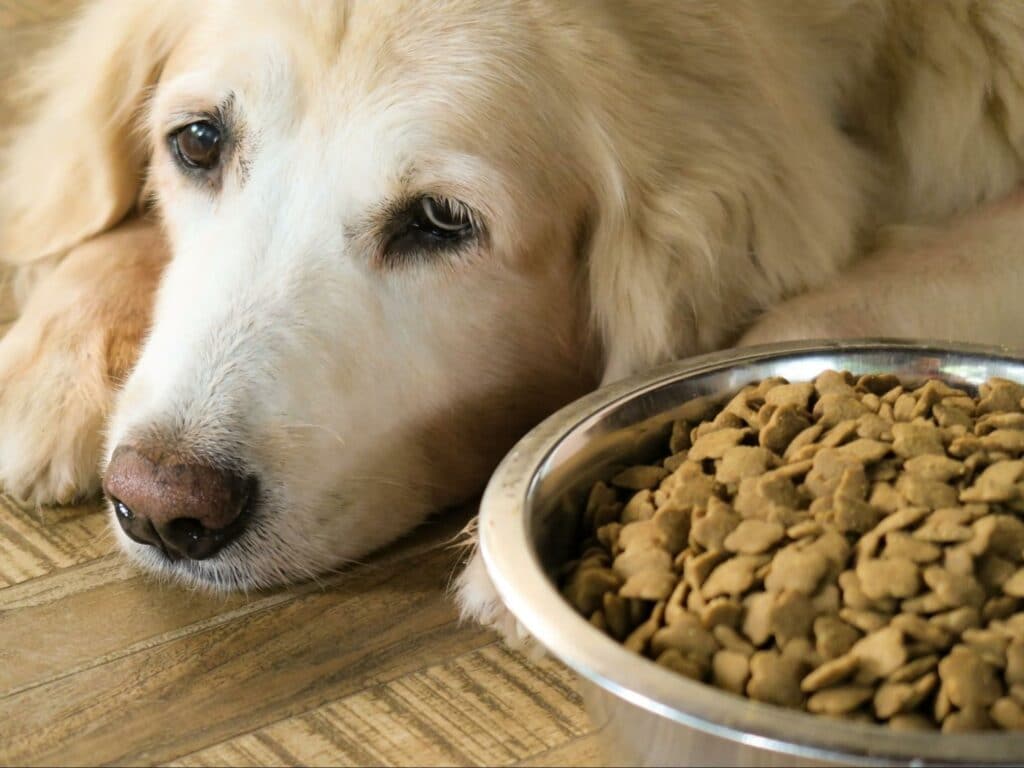 Alt: A dog does not have the appetite to eat dinner because of an upset stomach. Read about how you can know when to get your puppy to the vet or at-home treatment options.