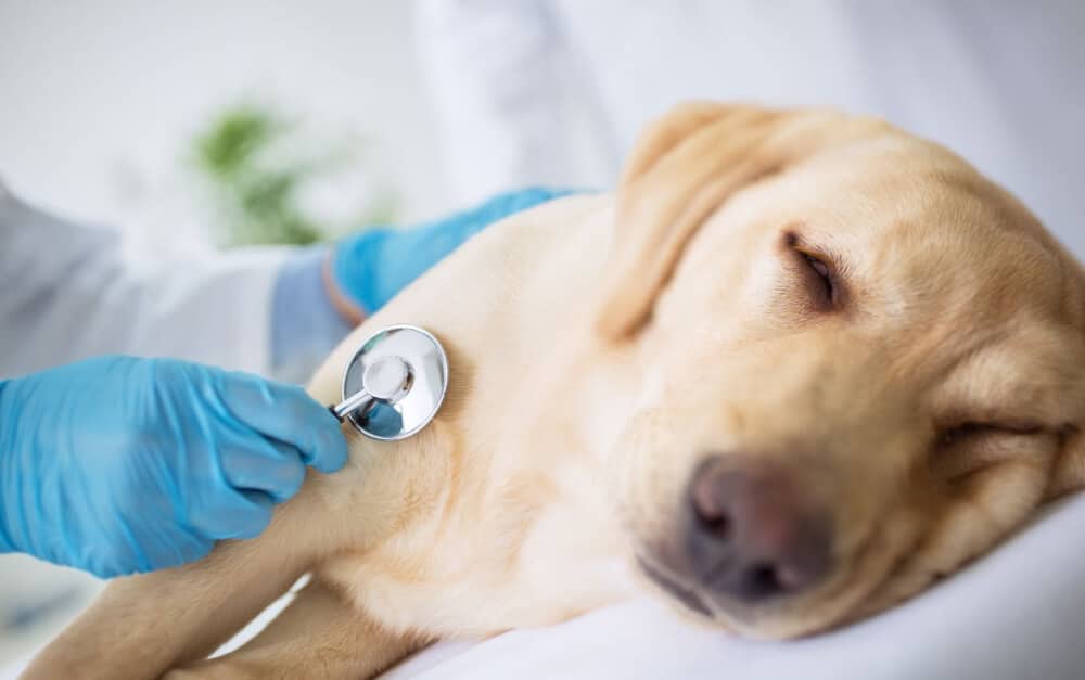 A dog receives medical treatment from the veterinarian after having a seizure that lasts longer than five minutes. Read here to learn more about episodes.