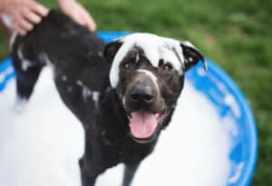 A dirty dog gets a bath in his backyard and in a baby pool. Using a baby pool outside is a great way to keep your home dry and the mess outside.