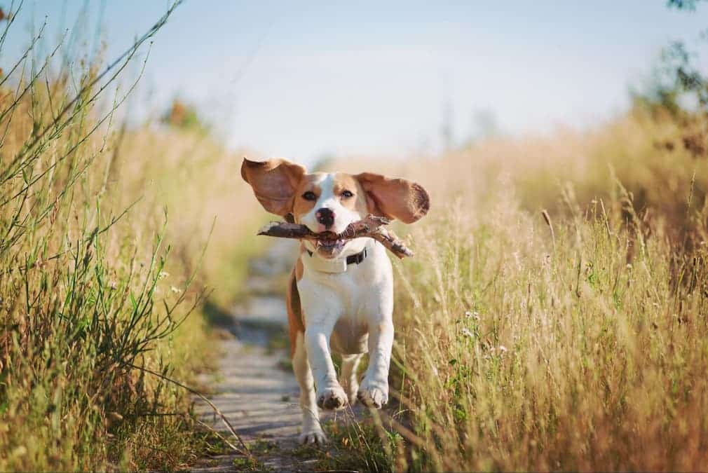 A cute dog plays a game of fetch on a fall day. Exercise and movement is one way you can help your dog’s bowels to start moving properly. 